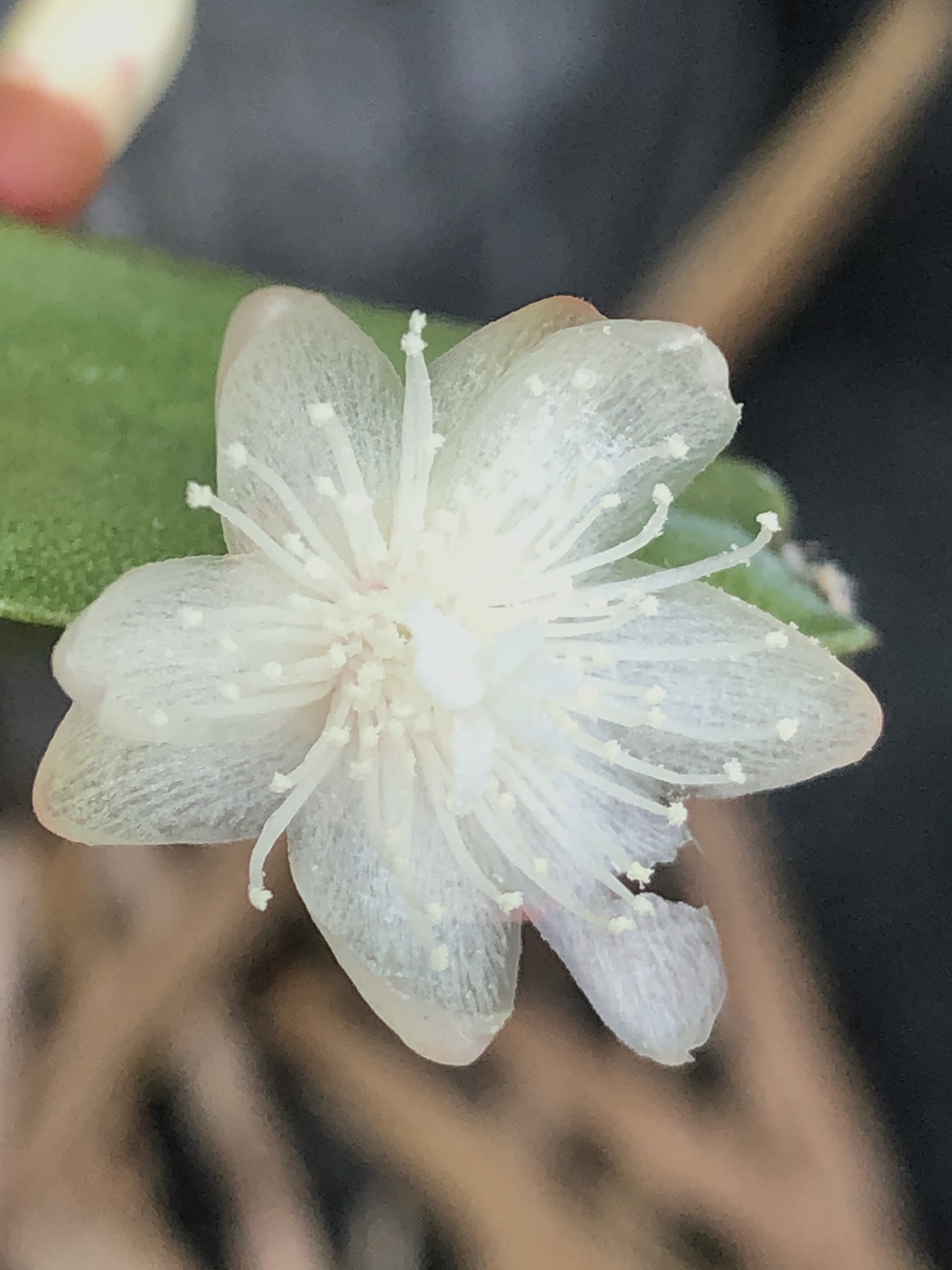 http://www.cloudjungle.com/cloudjungle/Cactaceae/Rhipsalis/rhipsalis rio cascade 2.jpg